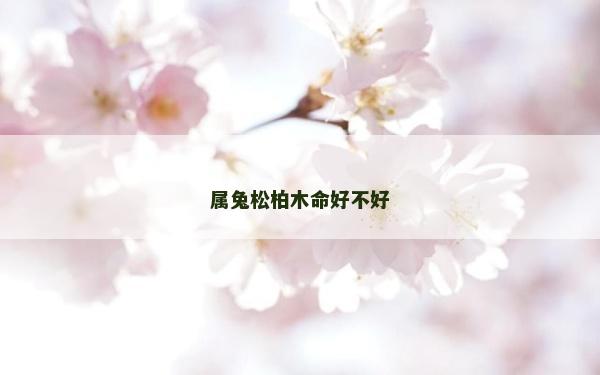 属兔松柏木命好不好