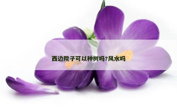 西边院子可以种树吗?风水吗