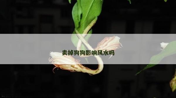 卖掉狗狗影响风水吗