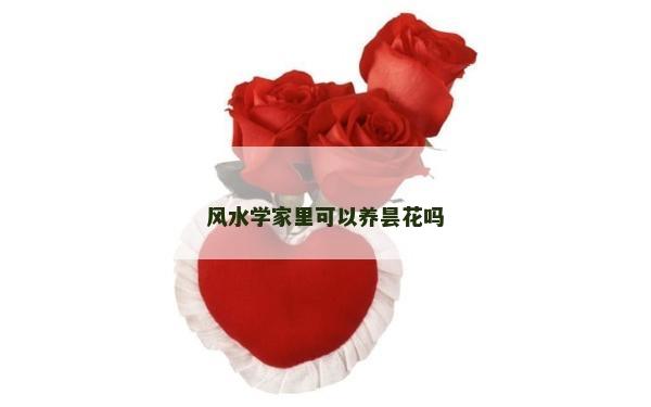 风水学家里可以养昙花吗