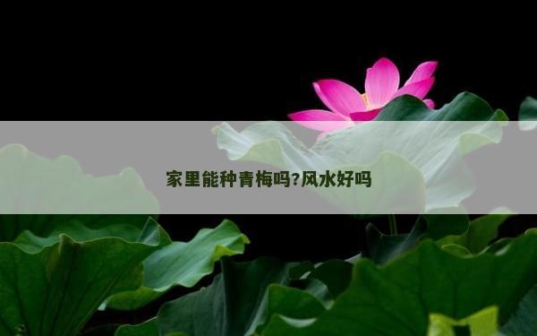 家里能种青梅吗?风水好吗