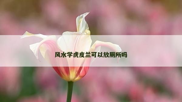 风水学虎皮兰可以放厕所吗
