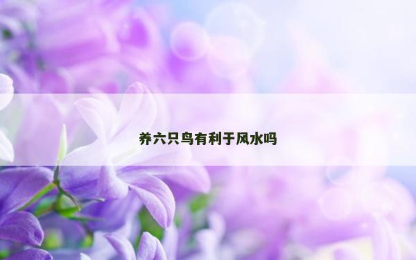 养六只鸟有利于风水吗