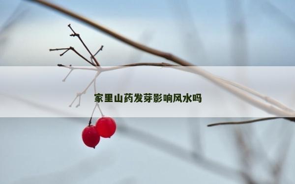 家里山药发芽影响风水吗