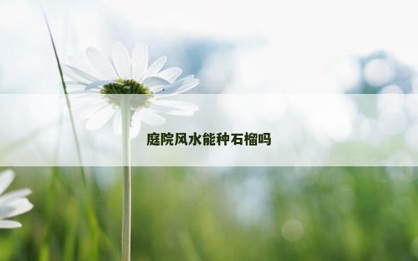 庭院风水能种石榴吗