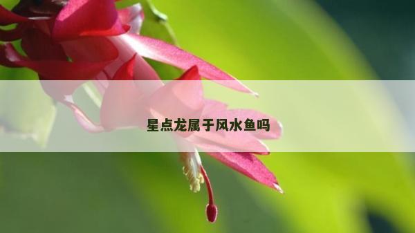 星点龙属于风水鱼吗