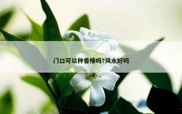 门口可以种香椿吗?风水好吗