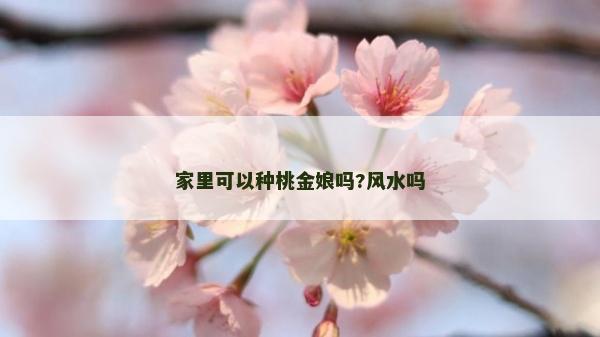 家里可以种桃金娘吗?风水吗