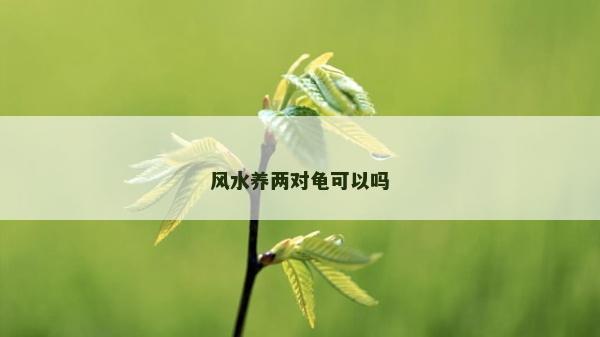 风水养两对龟可以吗
