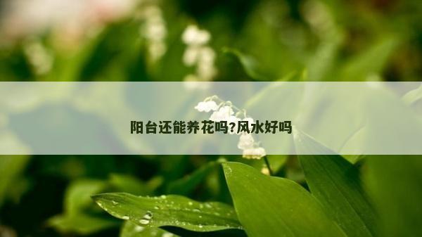 阳台还能养花吗?风水好吗