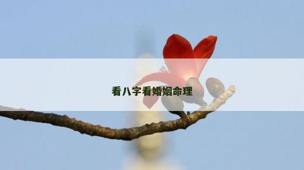 看八字看婚姻命理