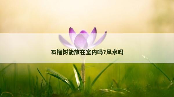 石榴树能放在室内吗?风水吗