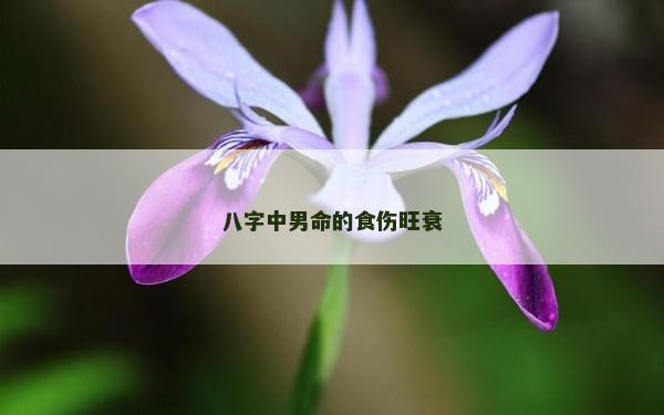 八字中男命的食伤旺衰