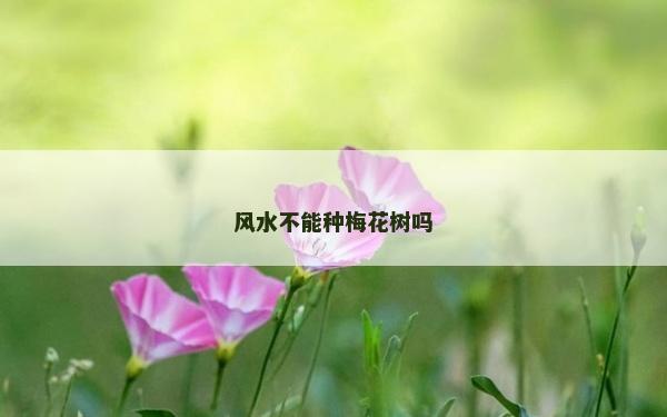 风水不能种梅花树吗