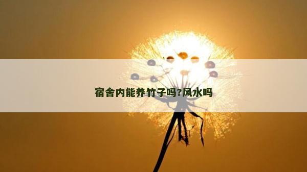 宿舍内能养竹子吗?风水吗