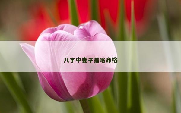 八字中妻子是啥命格