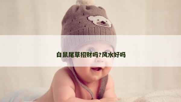 白鼠尾草招财吗?风水好吗
