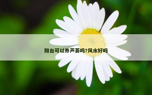 阳台可以养芦荟吗?风水好吗