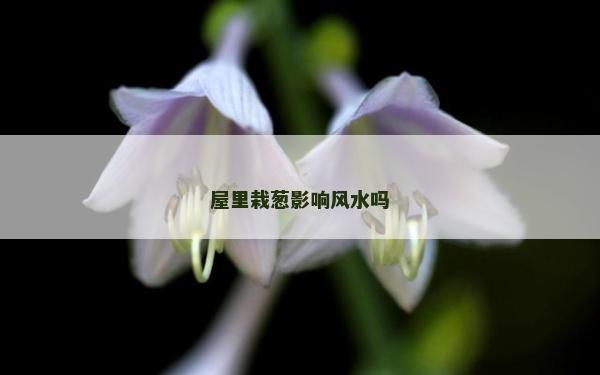 屋里栽葱影响风水吗