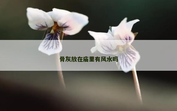骨灰放在庙里有风水吗