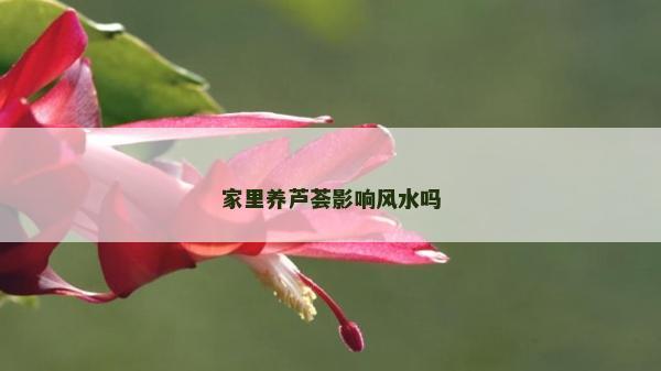 家里养芦荟影响风水吗