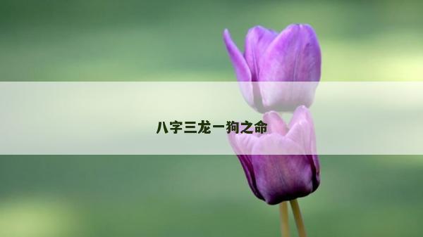 八字三龙一狗之命