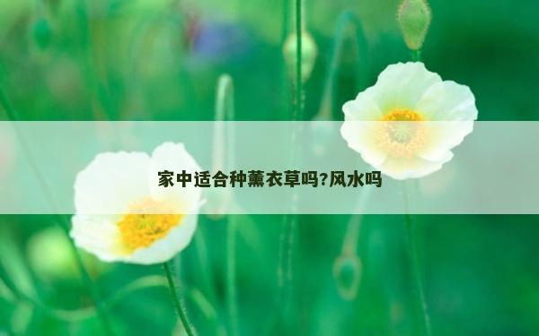 家中适合种薰衣草吗?风水吗