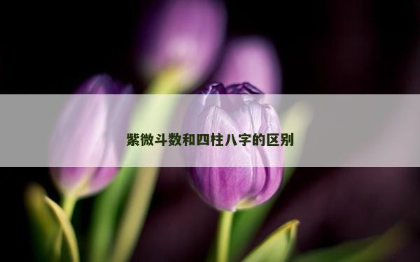 紫微斗数和四柱八字的区别