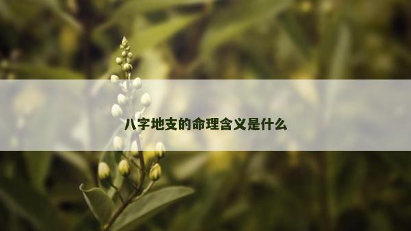 八字地支的命理含义是什么
