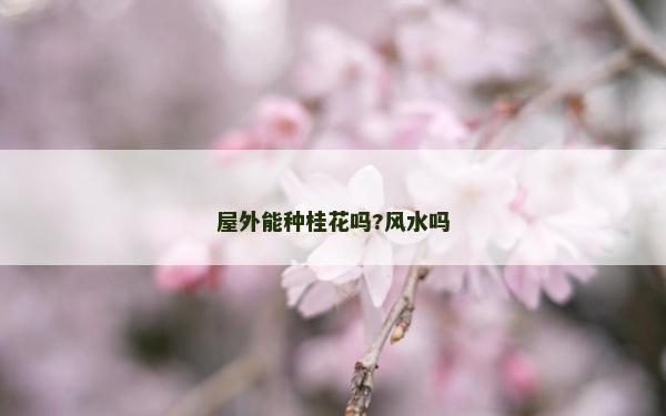 屋外能种桂花吗?风水吗
