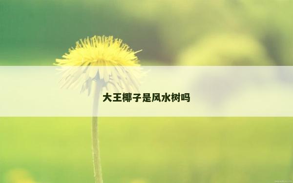 大王椰子是风水树吗