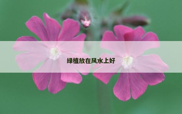 绿植放在风水上好