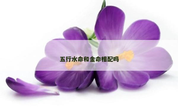 五行水命和金命相配吗