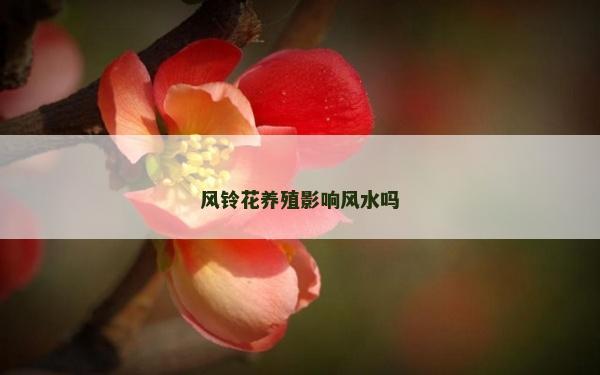 风铃花养殖影响风水吗