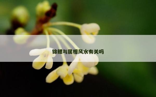 锦鲤与属相风水有关吗