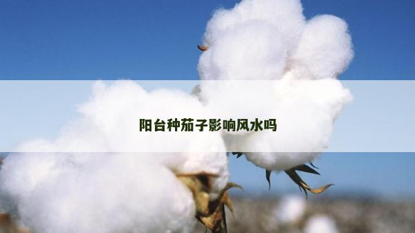 阳台种茄子影响风水吗