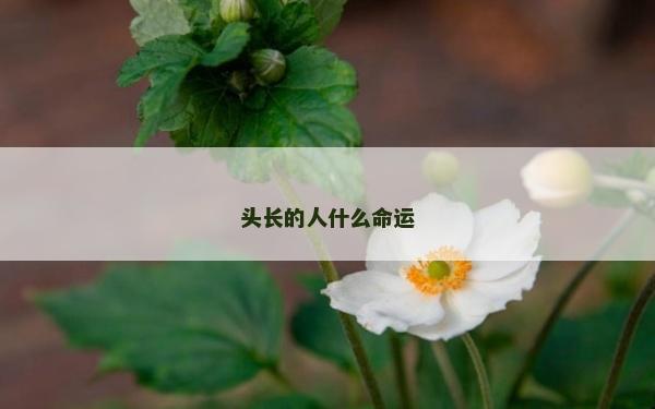 头长的人什么命运