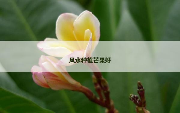 风水种植芒果好