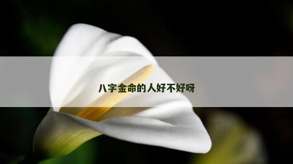 八字金命的人好不好呀