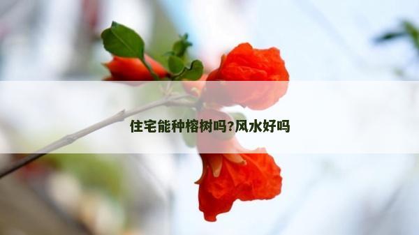 住宅能种榕树吗?风水好吗