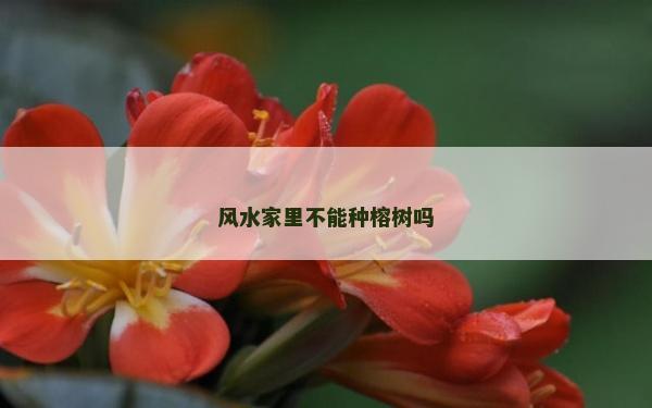 风水家里不能种榕树吗