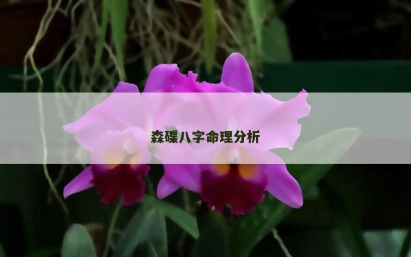 森碟八字命理分析