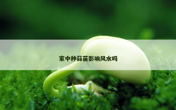 家中种蒜苗影响风水吗