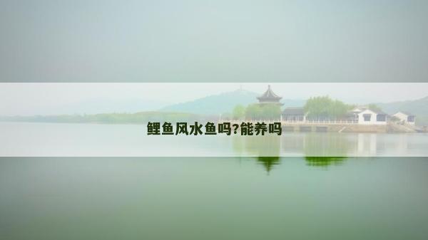 鲤鱼风水鱼吗?能养吗