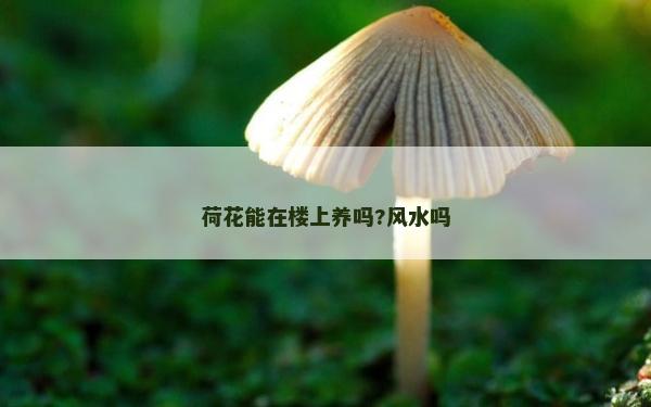荷花能在楼上养吗?风水吗