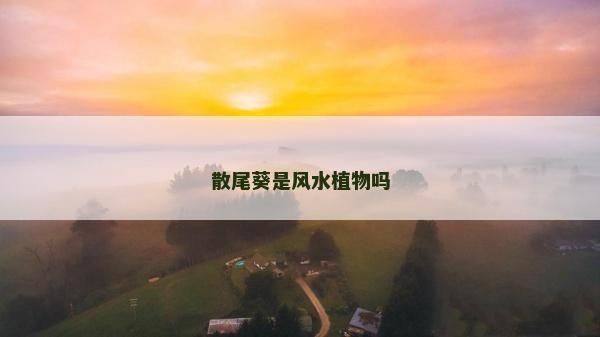 散尾葵是风水植物吗