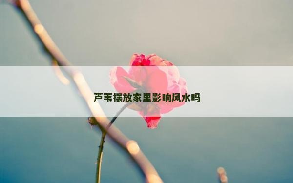 芦苇摆放家里影响风水吗