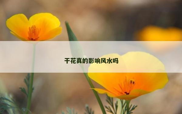 干花真的影响风水吗