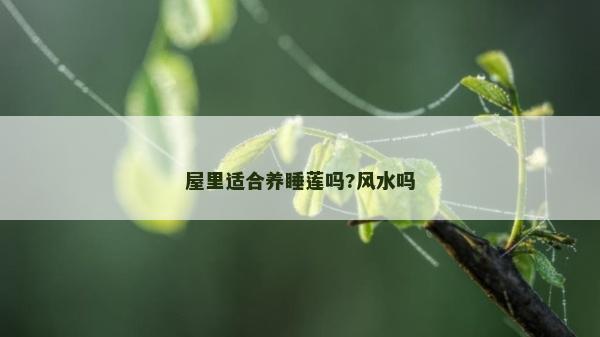 屋里适合养睡莲吗?风水吗