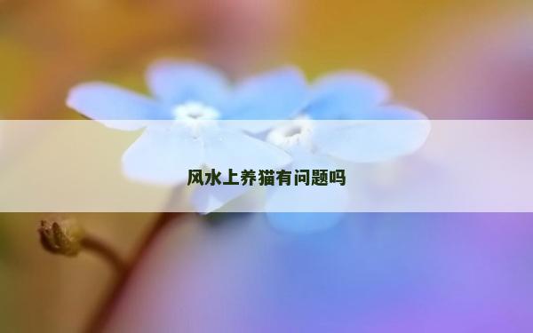 风水上养猫有问题吗